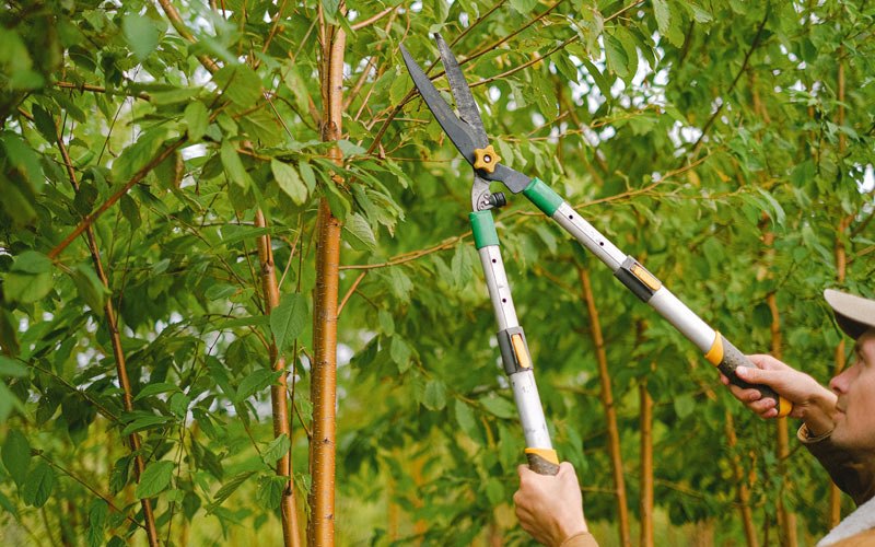 Tree trimming in Crabtree, OR
