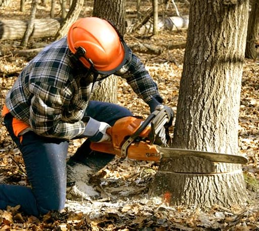 Tree Removal in Crabtree, OR